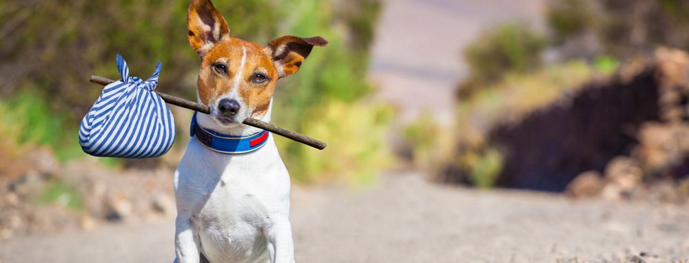 Checkliste Ein Hund zieht ein dm Online Shop Magazin