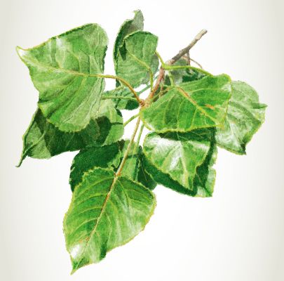 Ihr persönliches Baumkreiszeichen: Pappel.